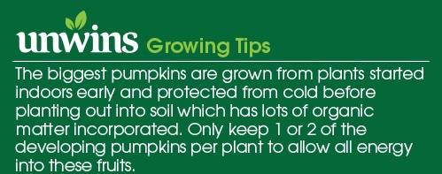 Pumpkin Atlantic Giant Seeds Unwins Growing Tips